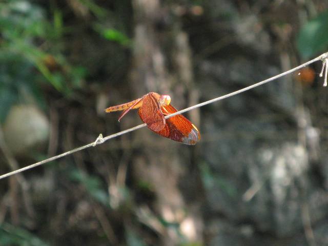 Thai dragon fly